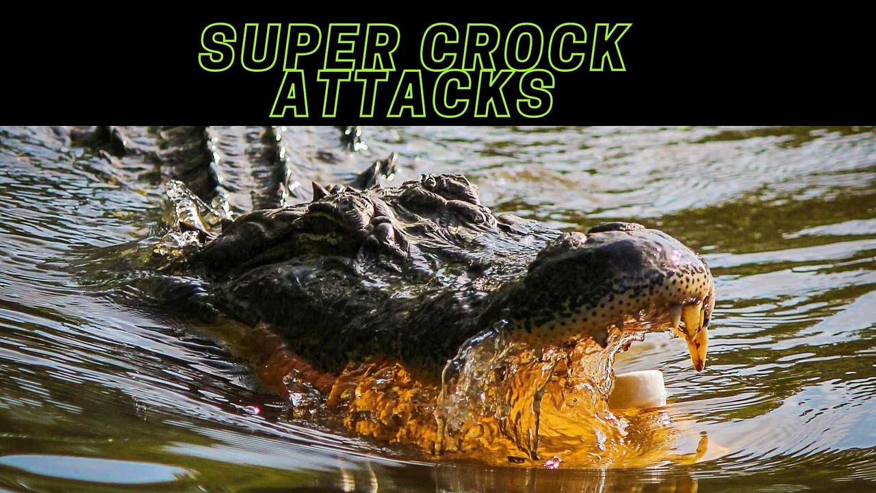 7 Extreme Crocodile Attacks