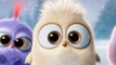 Angry Birds: Film - Trailer: Die Küken singen ein Weihnachtslied