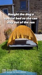 Dog Using New Bed to Escape Sun Fails Successfully
