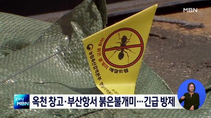 옥천창고·부산항서 붉은불개미 발견…방역 당국 긴급방제
