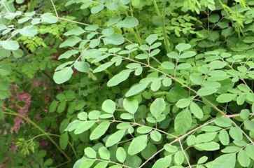 Empreendedor cajazeirense explica tudo sobre Moringa e destaca valor da Espinheira Santa