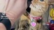 Funny cats videos _  funniest videos with cats _ funny videos tiktok