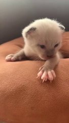 Si Anak Kucing Kampung Lucu - The Cute Village Kitten