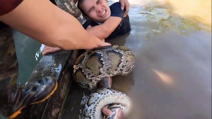 Big Snake In The World | Very Dangerous But They Can Catch It