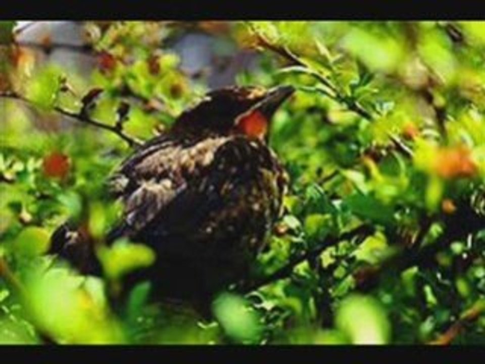 Vidéo nature