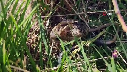 Öksüz kalan yavru Arap tavşanları emin ellerde