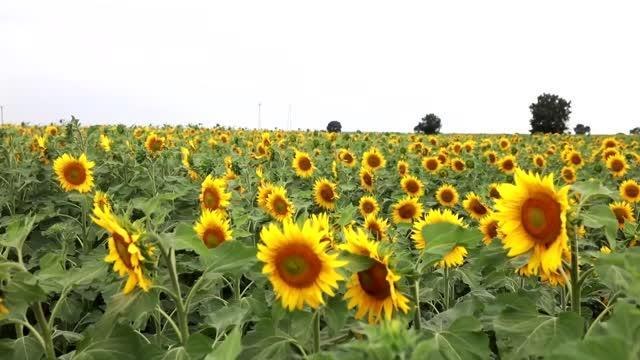 KIRKLARELİ - Tarlaları sarıya boyanan Kırklareli'nde 250 bin ton ayçiçeği rekoltesi bekleniyor