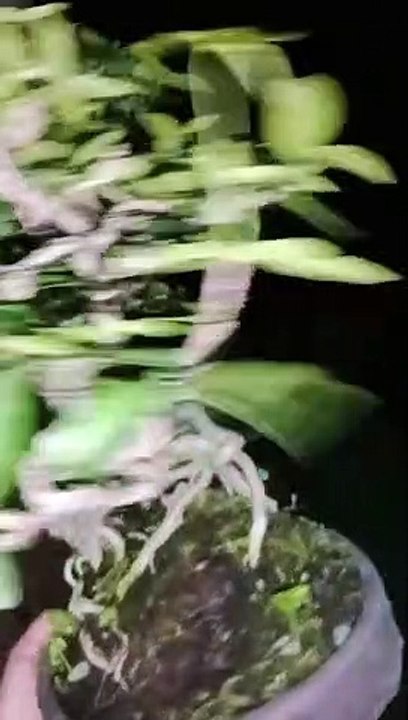 {Kết Quả Đấu Giá} Tác phẩm Mai Chiếu Thủy Lá Lớn, Già, Thuần Chậu Ra Đi Giá 1200K