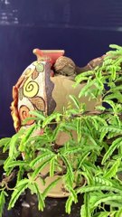 {Giao Lưu Bonsai} Me Nghệ Thuật