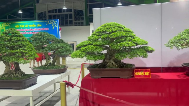 {Giao Lưu Bonsai} Triển Lãm Cây Cảnh Miền Tây