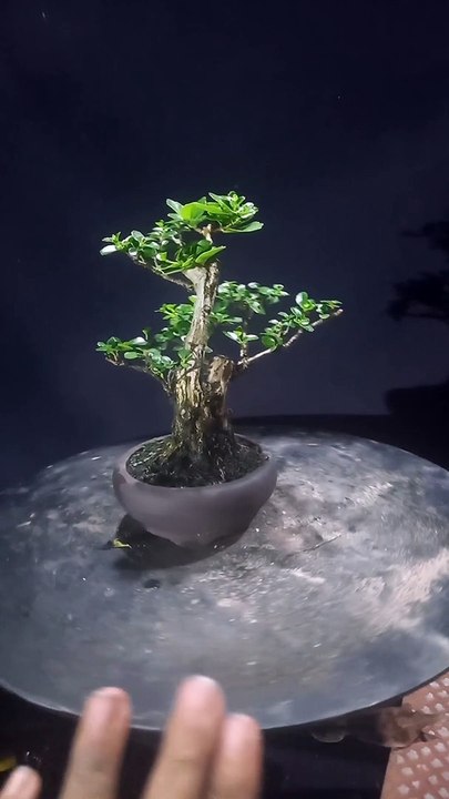 {Hệ Chơi Bonsai} Giao Lưu Cây Cảnh Mini Đẹp