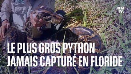 Plus de 5 mètres et près de 100 kg: voici le plus gros python jamais capturé en Floride