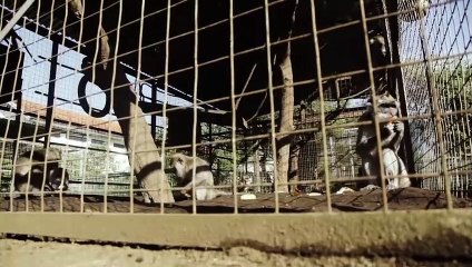 Macaca Handling JAAN in Rehabilitation Centre