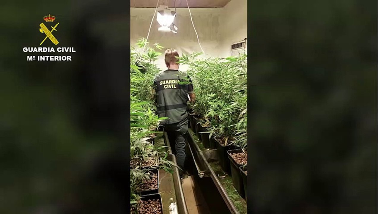 Golpe al tráfico de marihuana en Puente Genil: dos detenidos y más de 600 plantas incautadas