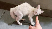 When Cats Attack: The Most Hilarious Videos Ever!