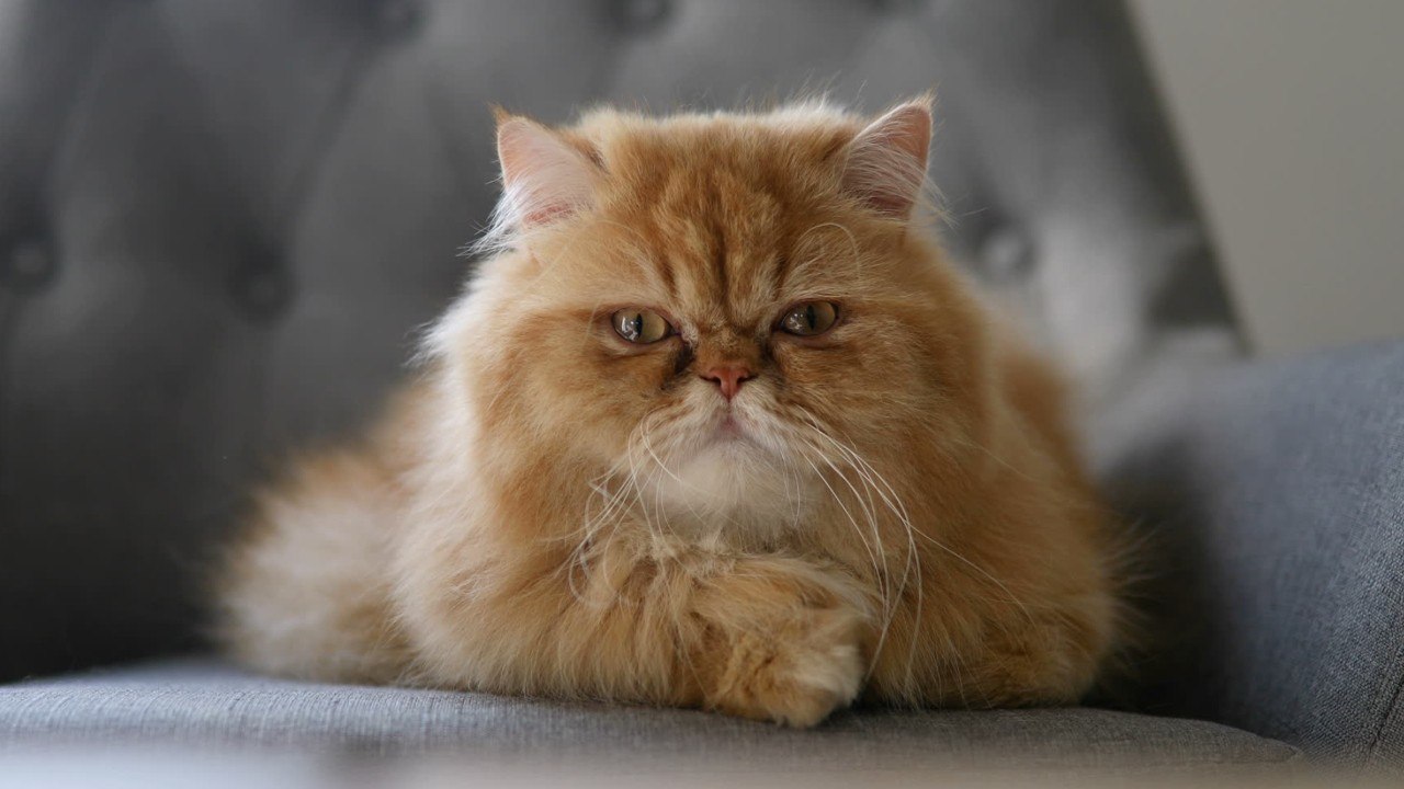 Histoire : selon une étude, le cerveau de votre chat est plus petit que celui de ses ancêtres