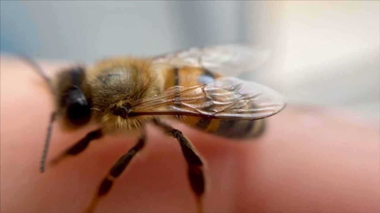 Das hilft gegen Bienenstiche