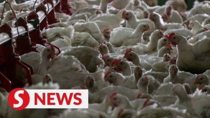 PM: Chicken prices will not be floated