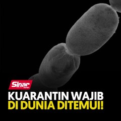 Bakteria terbesar di dunia ditemui!