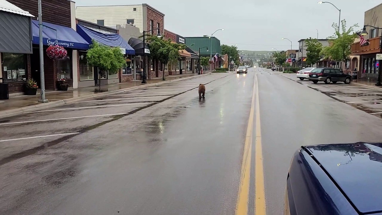 Bear Goes Window Shopping