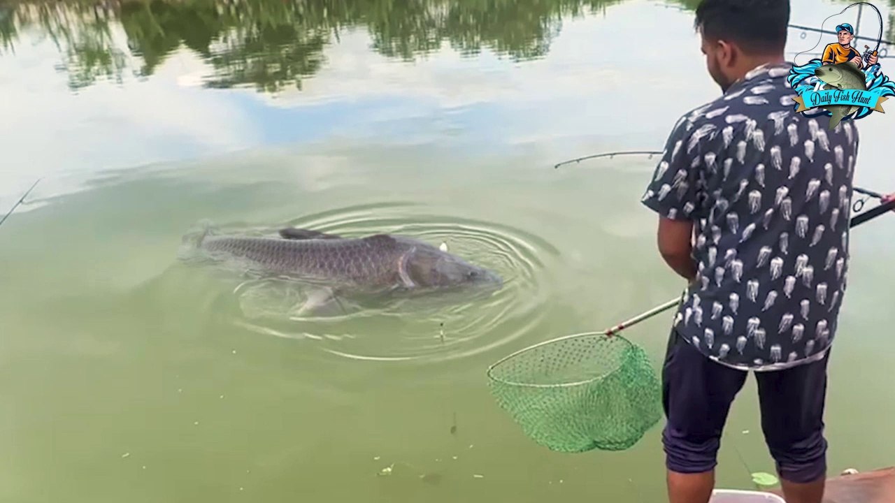 carp fishing videos | hunting and fishing videos | black carp fish hunting