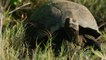 Les secrets de la longévité des tortues, lézards et amphibiens