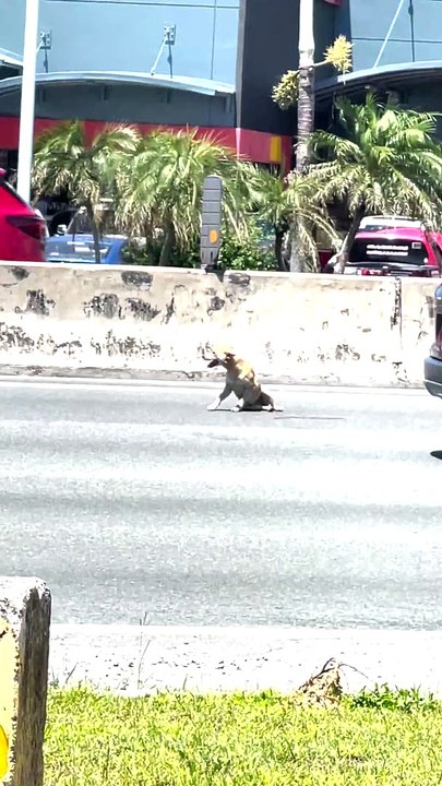 Injured Dog Rescued From Philippine Highway