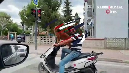 Sahibinin motosikleti üzerinde yolculuk yapan köpek ilgi çekti