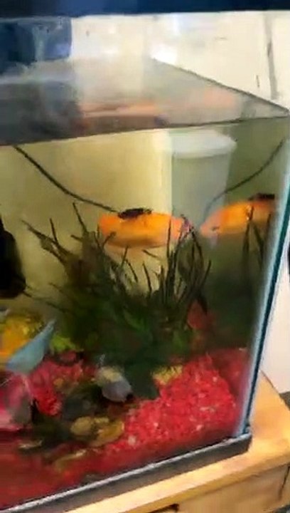 Roach Rides Goldfish