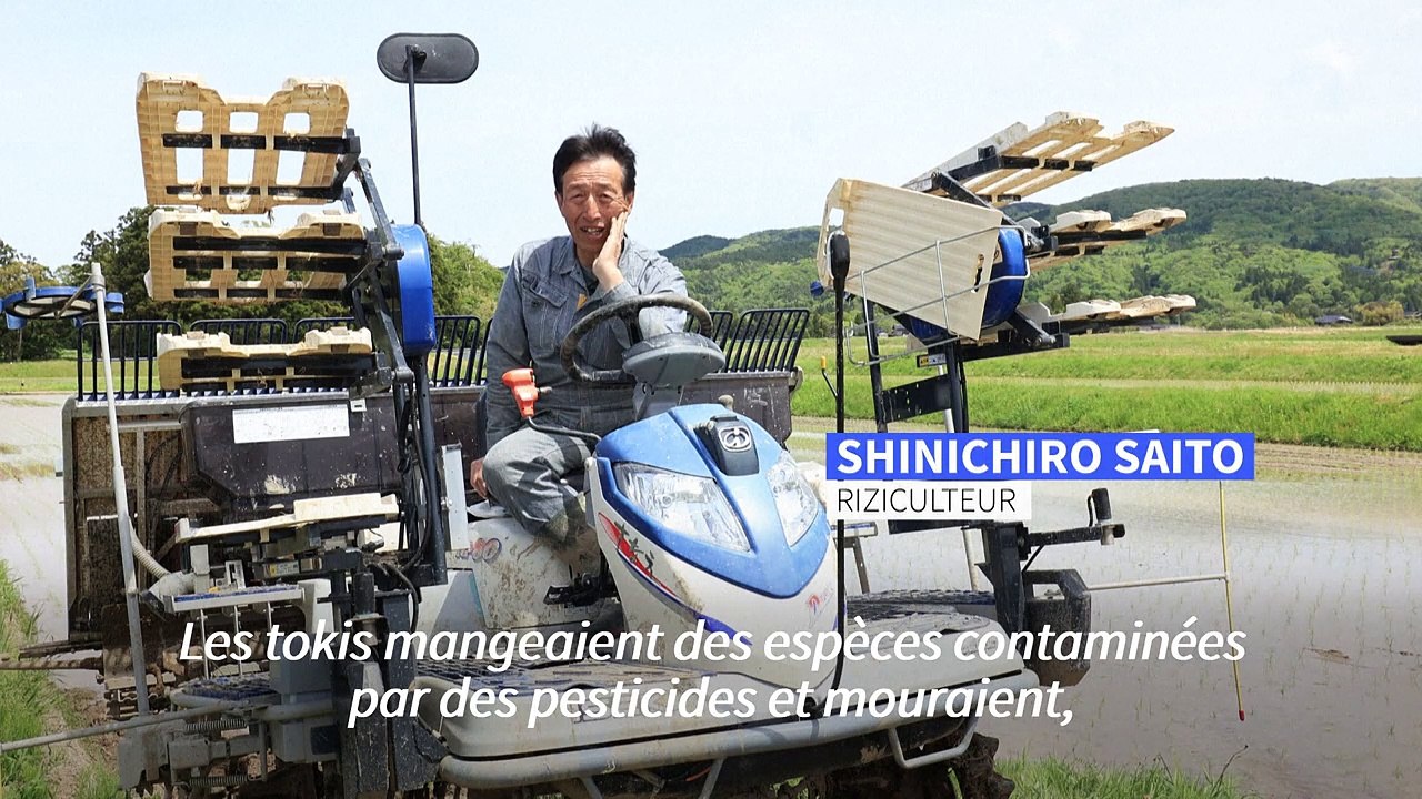 Le toki, l'ibis nippon, renaît de ses cendres au Japon