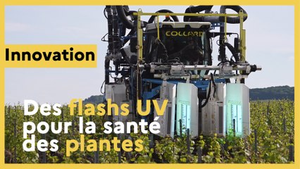 Des flash UV-C pour la santé des plantes
