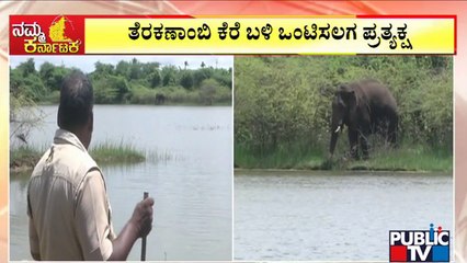 ಚಾಮರಾಜನಗರದ ತೆರಕಣಾಂಬಿ ಕೆರೆ ಬಳಿ ಒಂಟಿ ಸಲಗ ಪ್ರತ್ಯಕ್ಷ..! | Chamarajanagar | Public TV