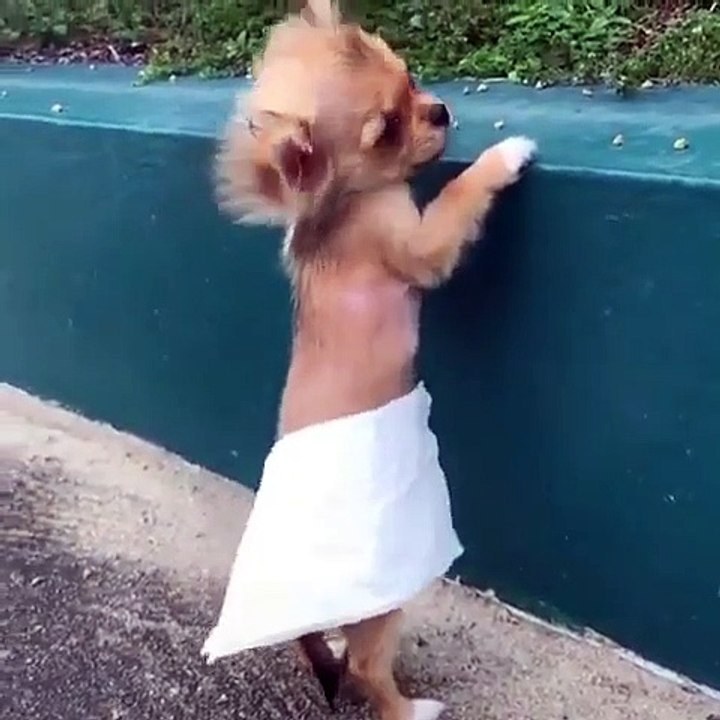 Dog funny video | Dog | Funny videos