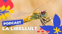 Les libellules à Paris | Brèves de nature sauvage à Paris | Paris Podcast