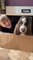 Dogs and Kid Play Inside House Made of Cardboard Box