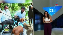 Mérida, Yucatán, tendrá un hospital público para mascotas