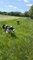 Border Collie and Cocker Spaniel Chase Each Other in Greenery Outside