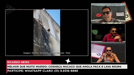 RicardoAmado | Melhor que muito marido: conheça macaco que amola faca e lava roupa