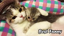 Baby Cats - Cute Funny Cat And Dog Video Compilation #7