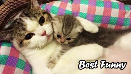 Baby Cats - Cute Funny Cat And Dog Video Compilation #7