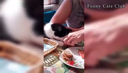 Funny Cats and Dogs  Funny Cats Club