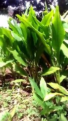 Tumbuhan Kunir Kuning