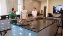 Florida's largest Burmese python on record captured