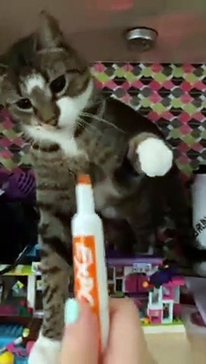 Gatti pazzi ✪ Gatti Divertenti ✪ PROVA A NON RIDERE!