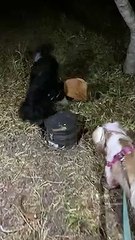 Cachorros farejam urna funerária  encontrada no Parque de Águas Claras