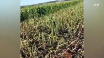 Onça-preta é vista durante colheita de milho em Minas
