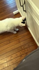 Cat Gets Startled by Cabinet Door