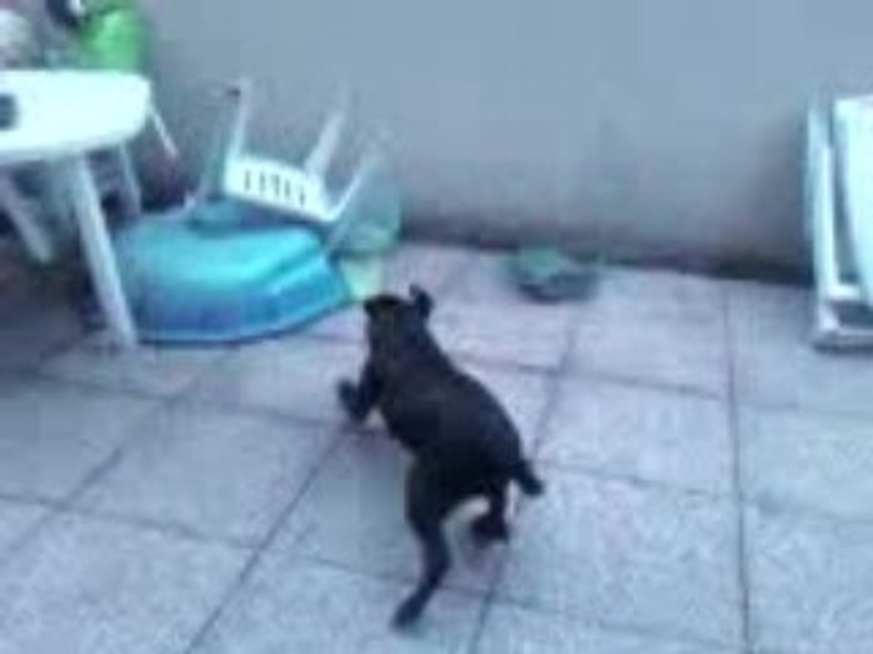 shadow aime jouer