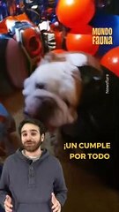 ¡Un súper cumpleaños para un súper perrito!