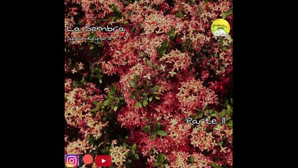 La Sombra, Noches en Florencia (Libro 3) | Voz Humana | Parte 11 (Última)